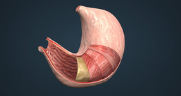 The stomach