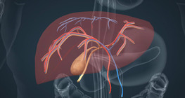 The anatomy and functions of the liver