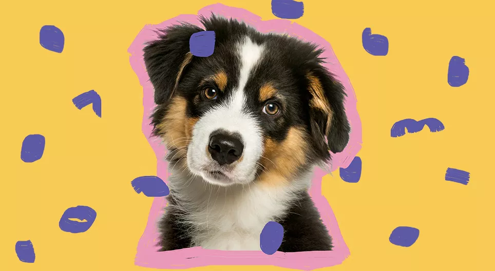 Bir köpek yavrusuna sahip olmak ister misin?