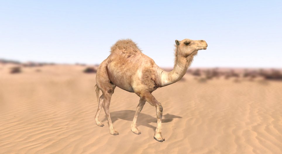 Верблюд